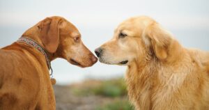 close-up-two-dogs-meeting-outdoors-052317.jpeg