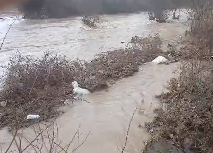 Në Kosturinë të Strumicës uji mori 120 qengja dhe 100 dele