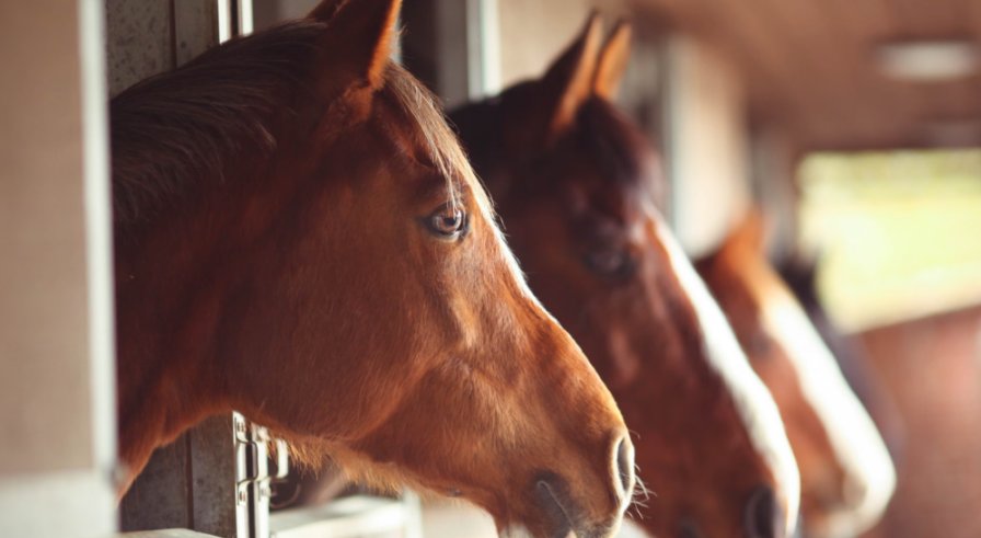 Studimi: Kuajt nuhasin frikën e njeriut