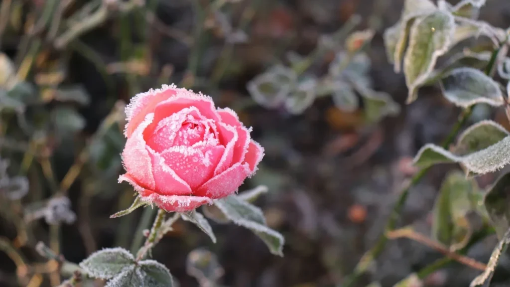 Bëjeni këtë deri në fund të janarit dhe në pranverë do të keni trëndafila më të bukur se kurrë